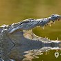 Mimpi Melihat Buaya Besar Di Sungai